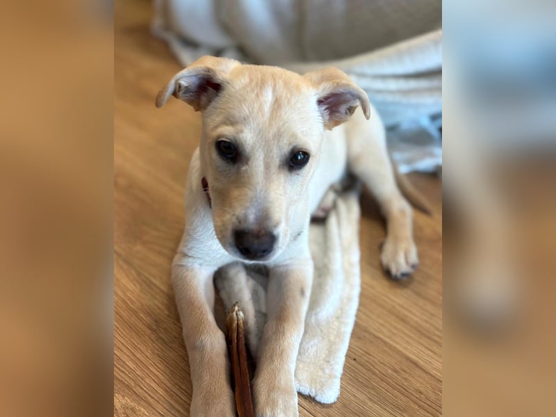 Knuffiger Benito sucht liebe Menschen