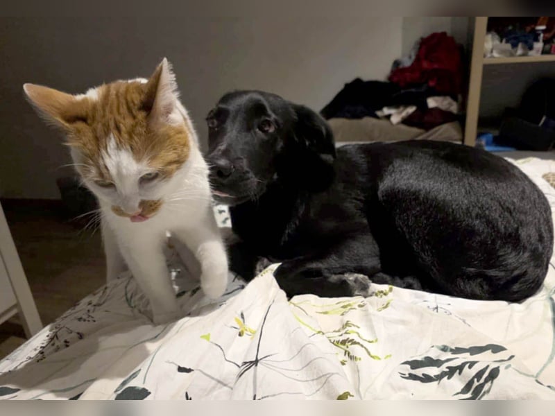 Süßer Paddy sucht seine Familie