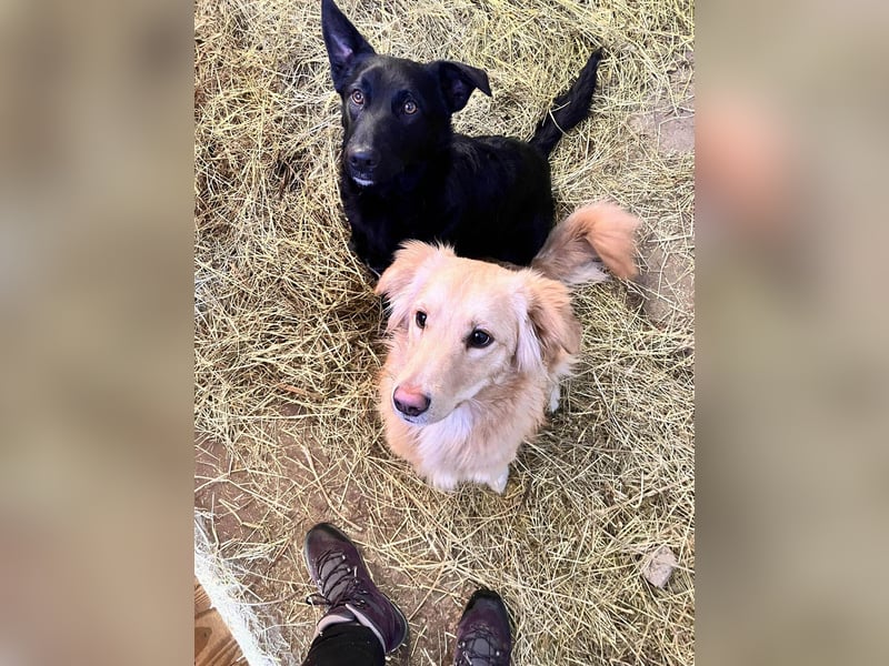 Hübsche Margo sucht ihr Körbchen