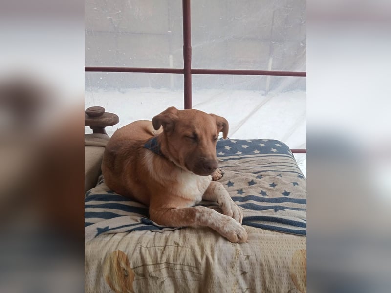 Knuffiger Toby sucht seine Familie