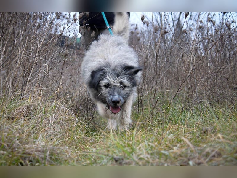 Süßer Smoky sucht liebe Familie