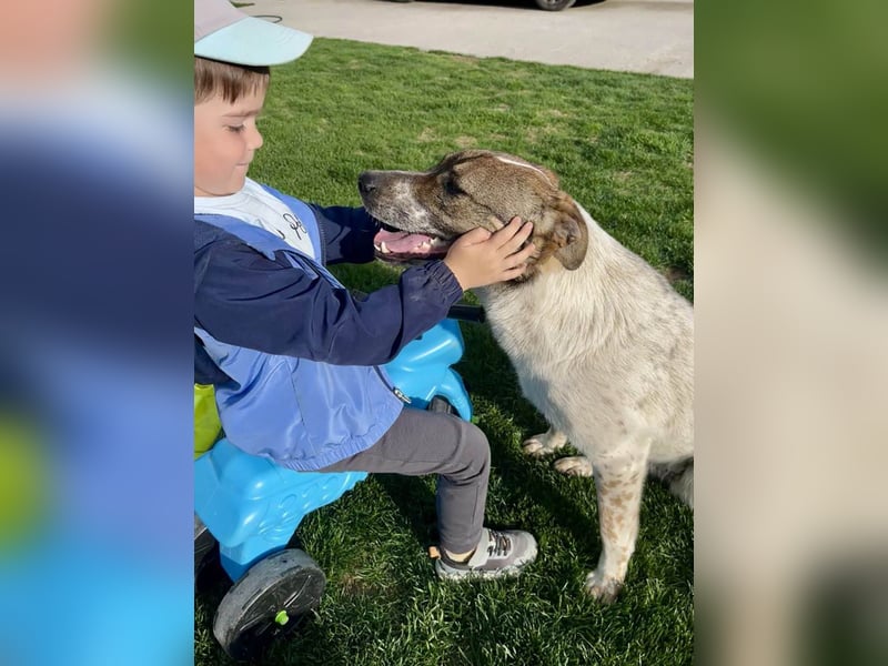 Hübsche Olive sucht ihr eigenes Körbchen