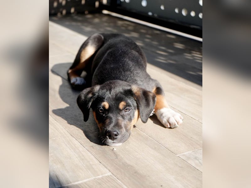 Knuffiger Boston sucht seine Familie