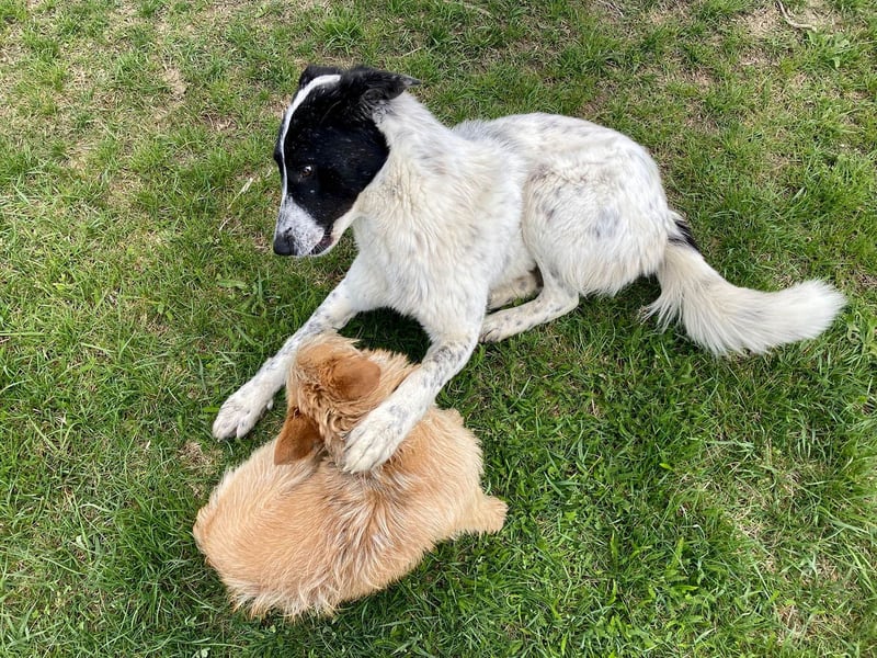 Große Monnie sucht passendes Körbchen