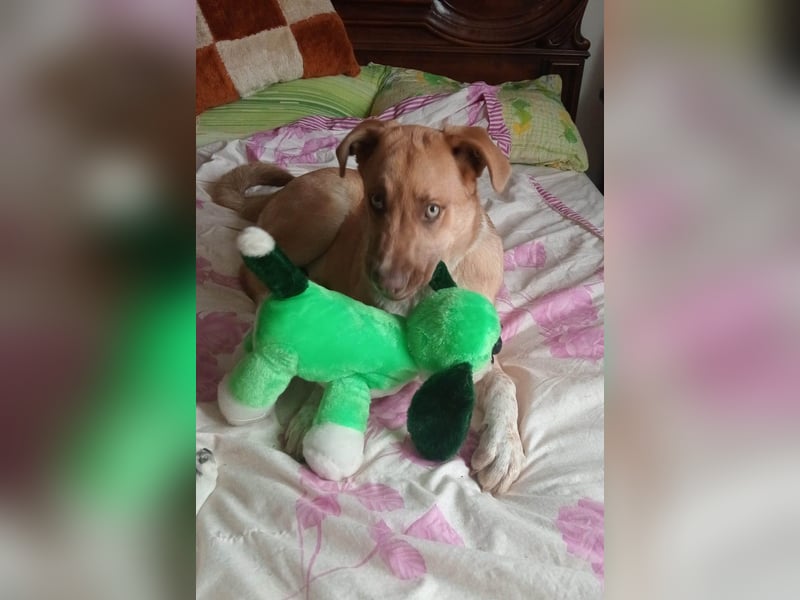 Knuffiger Toby sucht seine Familie