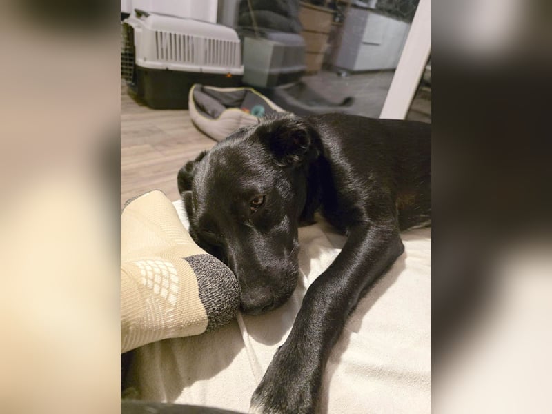 Süßer Paddy sucht seine Familie