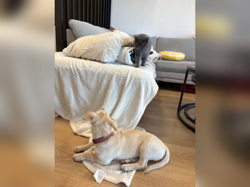 Knuffiger Benito sucht liebe Menschen