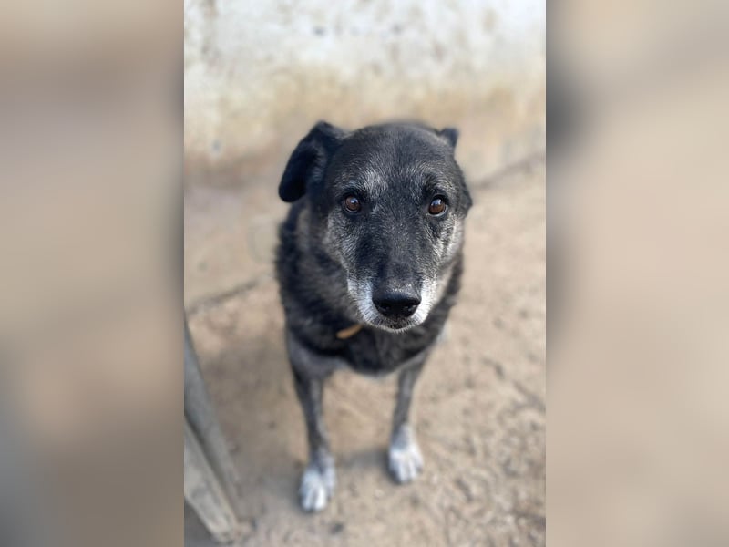 Wer gibt dem älteren Boris eine Chance auf ein Zuhause?