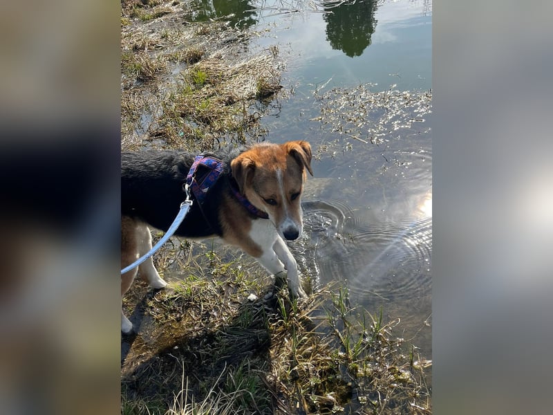 Goldige Alba sucht ihr eigenes Körbchen