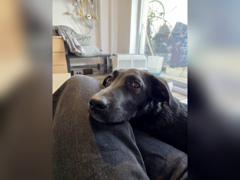 Süßer Paddy sucht seine Familie