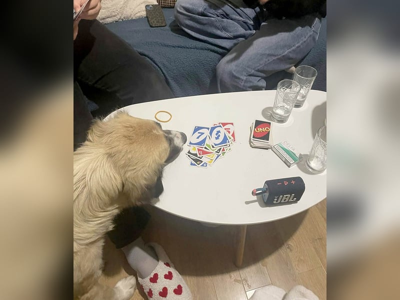 Große Odette sucht ihr eigenes Zuhause