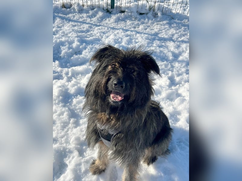 Wuscheliger Grey sucht seine Familie