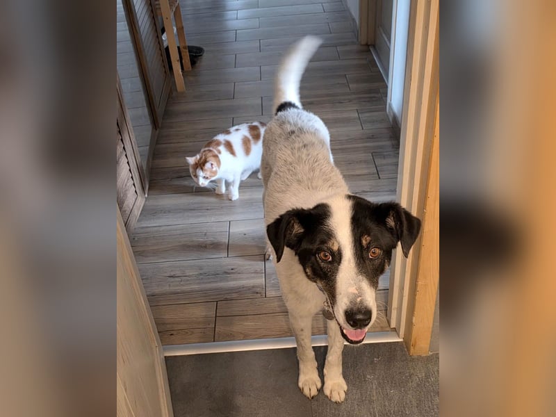Toto sucht ein liebevolles Zuhause