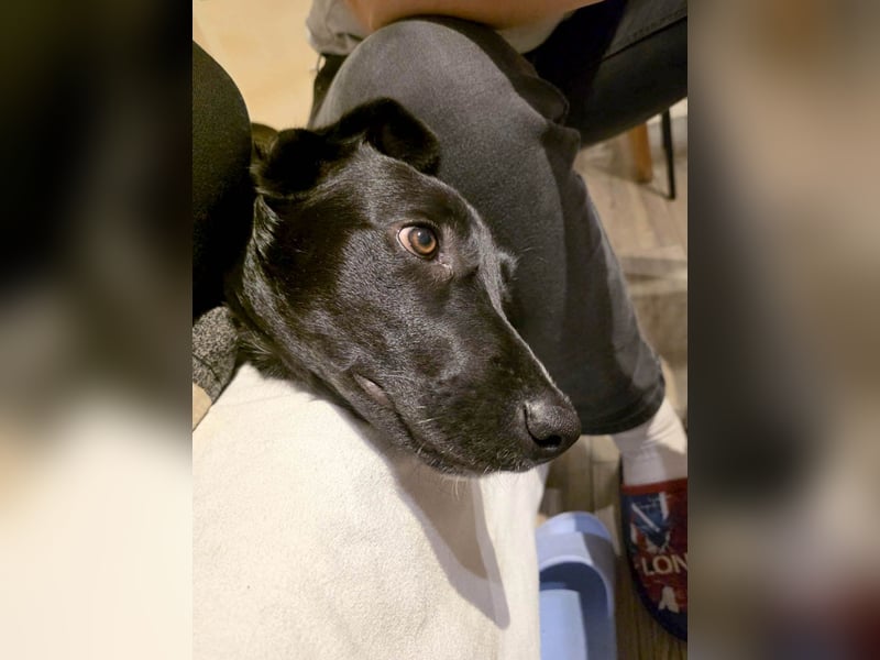 Süßer Paddy sucht seine Familie