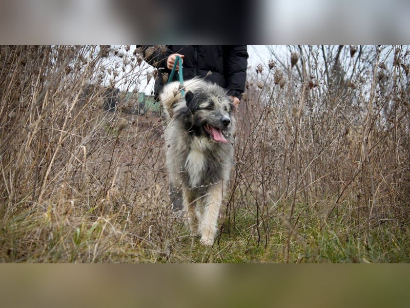 Süßer Smoky sucht liebe Familie