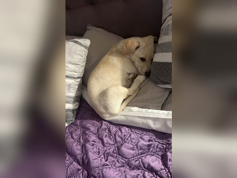 Knuffiger Benito sucht liebe Menschen