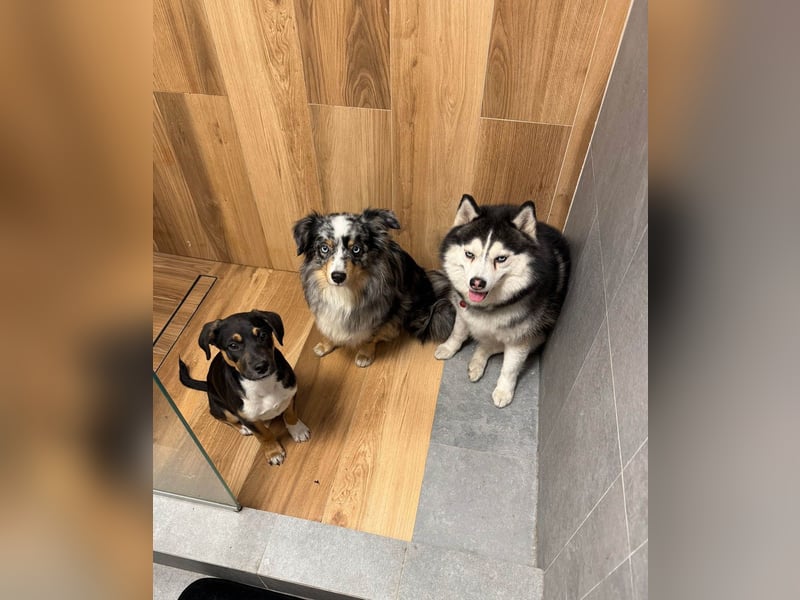 Knuffiger Boston sucht seine Familie