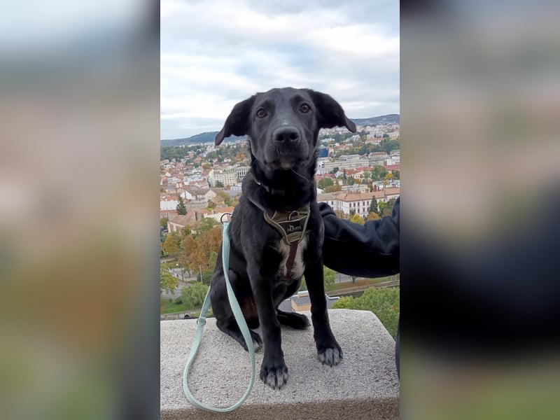 Süßer Paddy sucht seine Familie