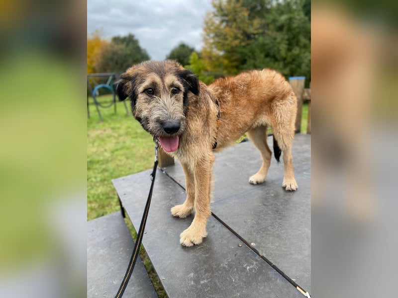 Hübscher Murphy sucht sein eigenes Körbchen