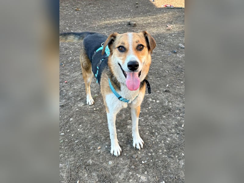 Goldige Alba sucht ihr eigenes Körbchen