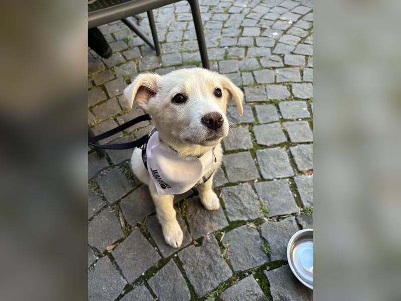 Goldiger Sully sucht liebe Menschen