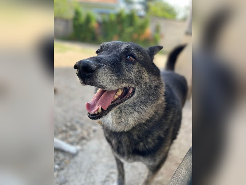 Wer gibt dem älteren Boris eine Chance auf ein Zuhause?