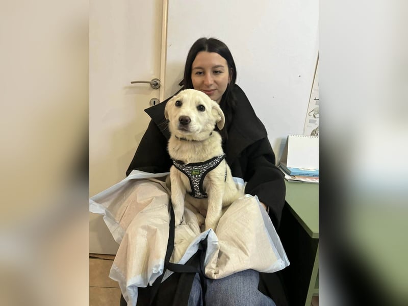 Goldiger Sully sucht liebe Menschen