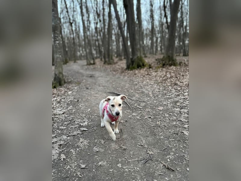 Knuffiger Benito sucht liebe Menschen
