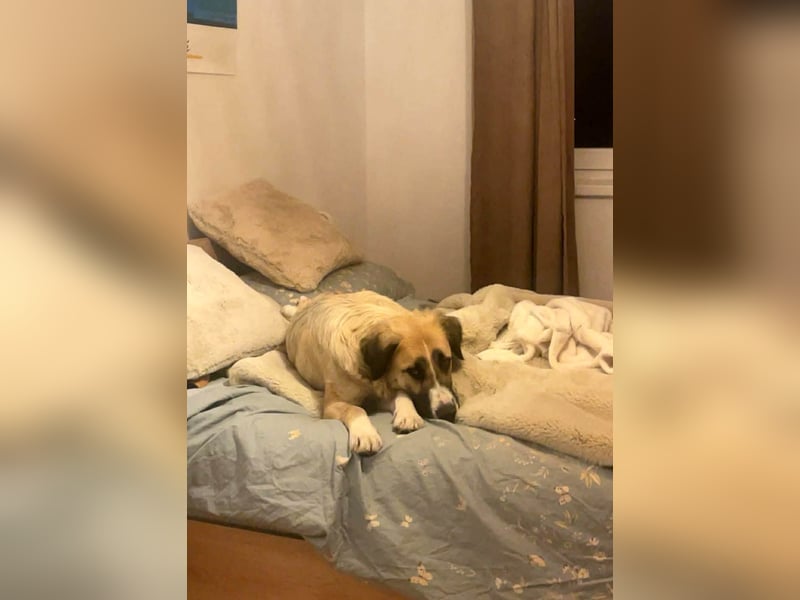 Große Odette sucht ihr eigenes Zuhause