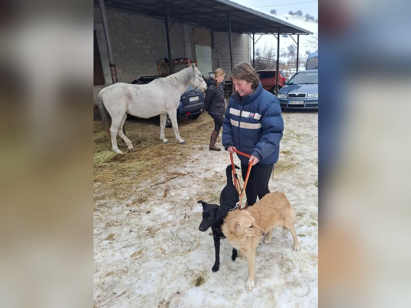 Hübsche Margo sucht ihr Körbchen