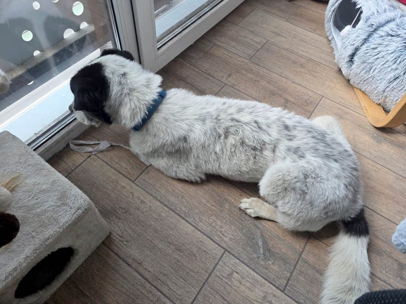 Toto sucht ein liebevolles Zuhause