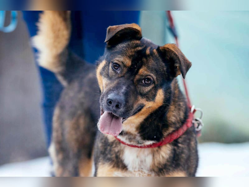 Amira möchte endlich ein liebevolles Zuhause