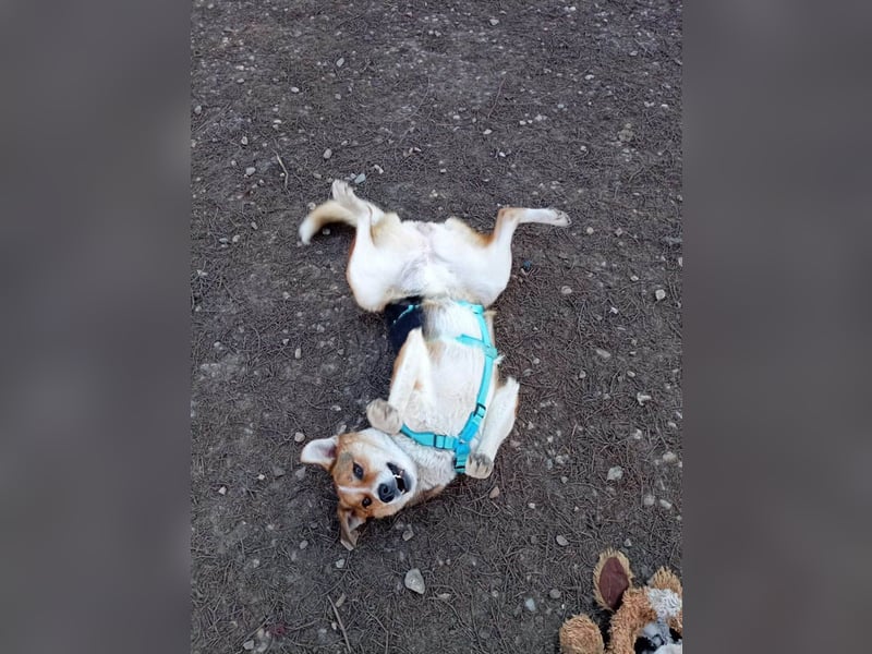 Goldige Alba sucht ihr eigenes Körbchen