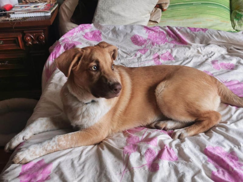 Knuffiger Toby sucht seine Familie