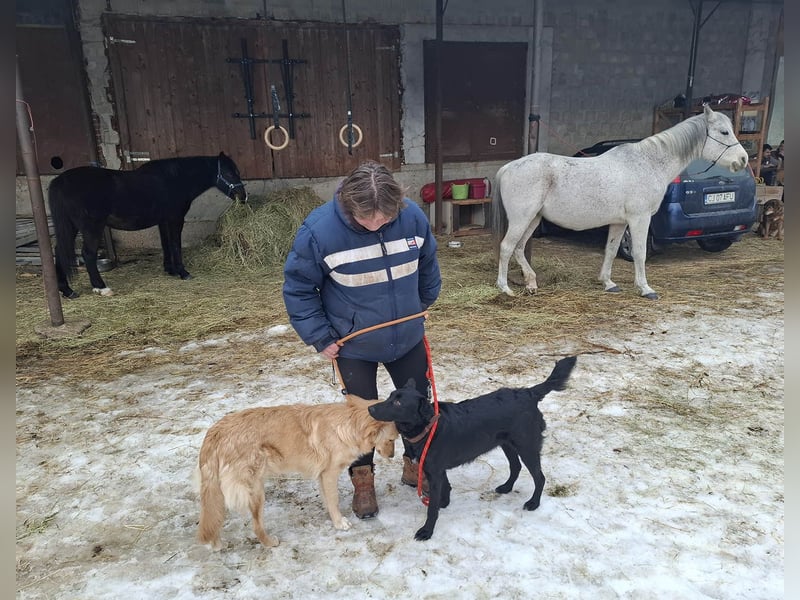Hübsche Margo sucht ihr Körbchen