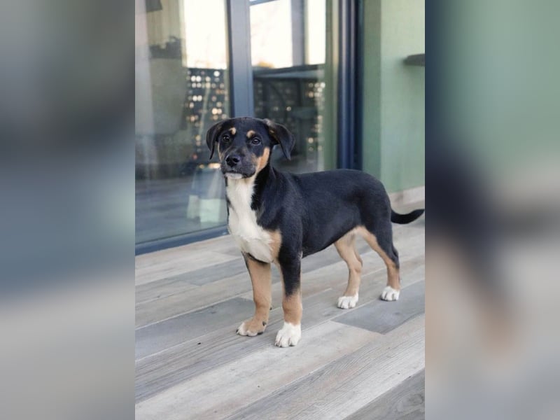 Knuffiger Boston sucht seine Familie