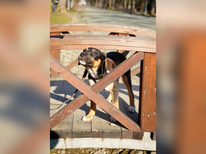 Knuffiger Boston sucht seine Familie