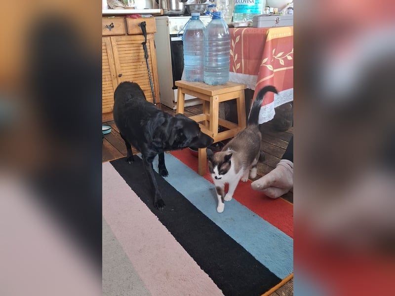 Hübsche Margo sucht ihr Körbchen