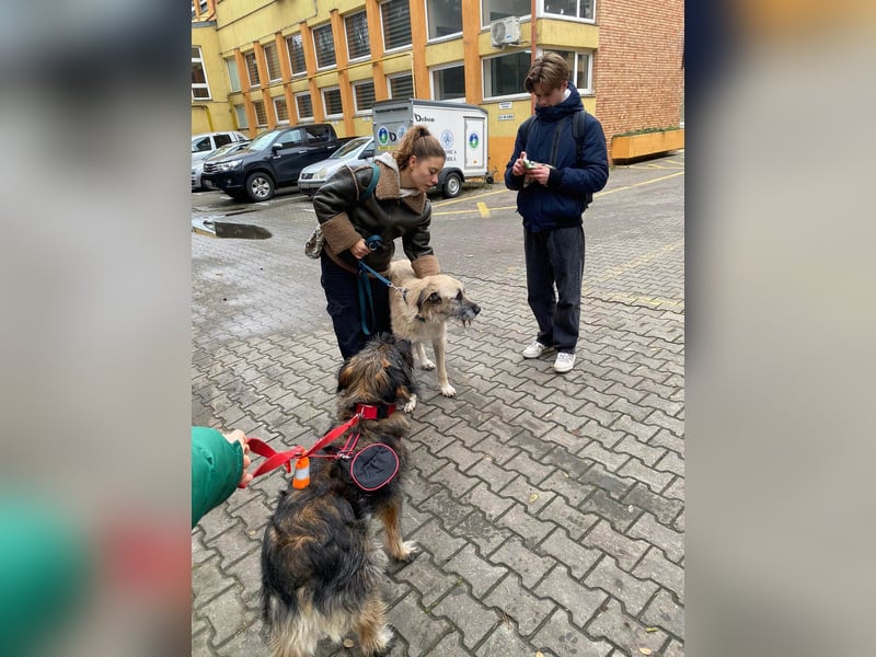 Wuscheliger Grey sucht seine Familie