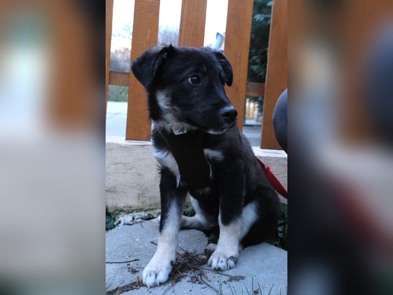 Sio, Bruder von Sally und Sully sucht auch seine Familie