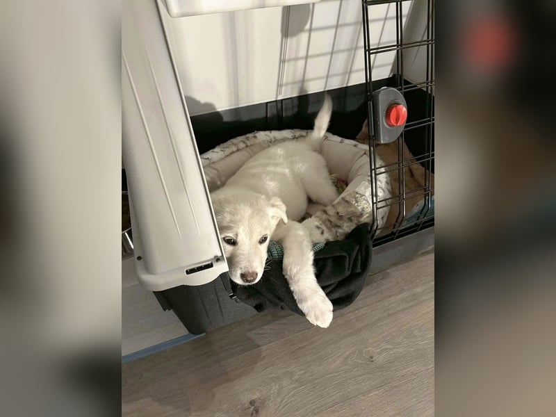 Goldiger Sully sucht liebe Menschen