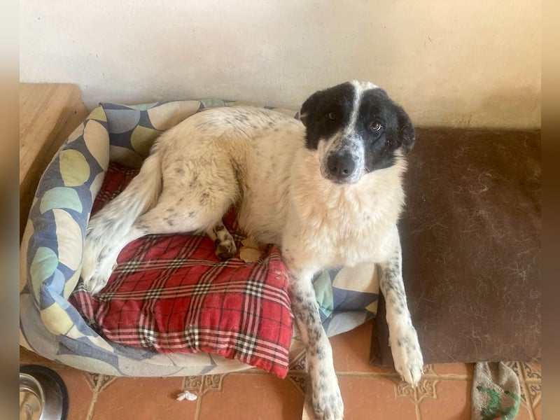 Große Monnie sucht passendes Körbchen