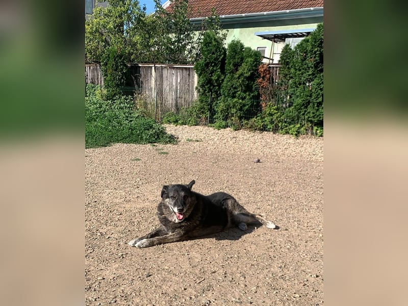 Wer gibt dem älteren Boris eine Chance auf ein Zuhause?