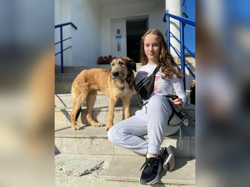 Hübscher Murphy sucht sein eigenes Körbchen