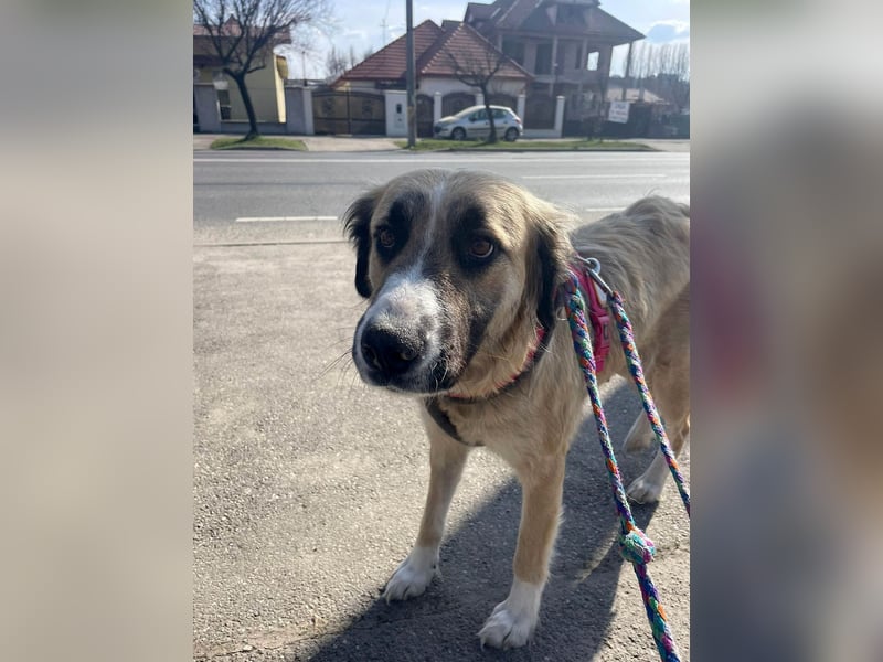 Große Odette sucht ihr eigenes Zuhause