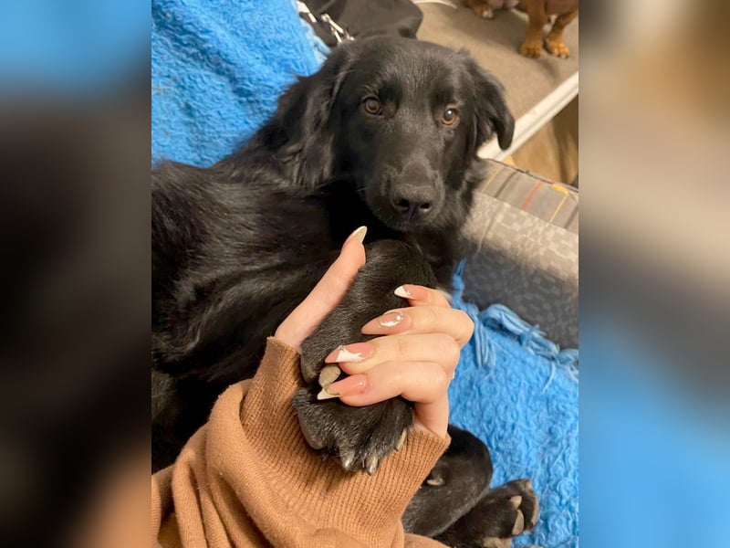 Aktiver Rollo sucht liebevolle und konsequente Menschen