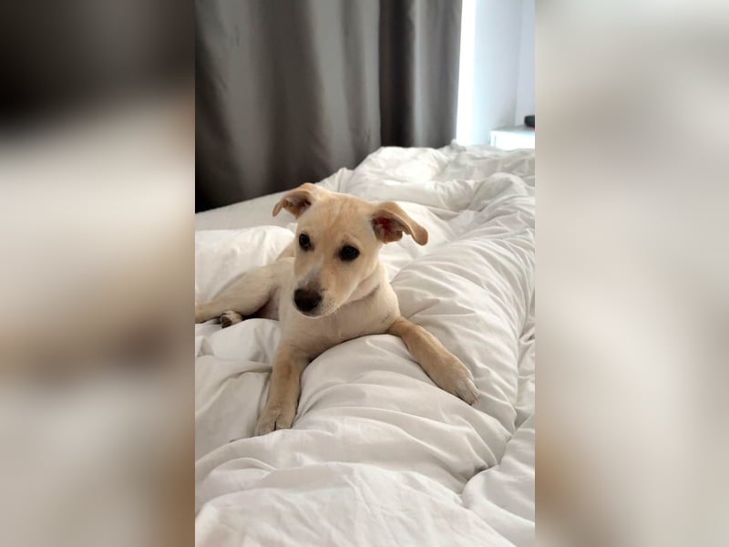 Knuffiger Benito sucht liebe Menschen