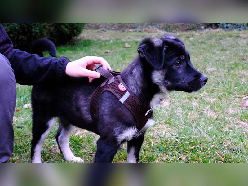 Sio, Bruder von Sally und Sully sucht auch seine Familie