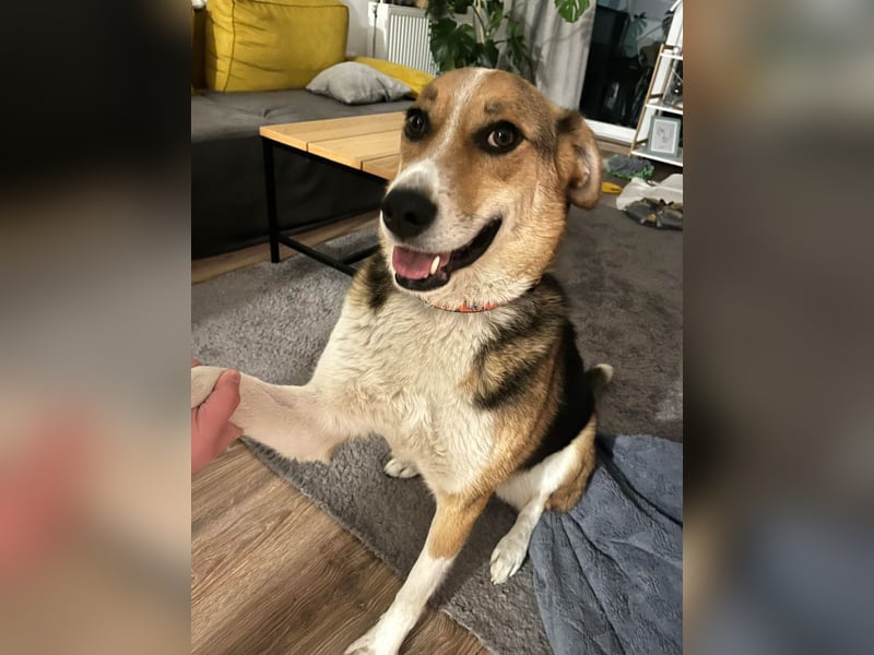 Goldige Alba sucht ihr eigenes Körbchen