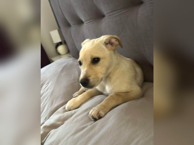 Knuffiger Benito sucht liebe Menschen